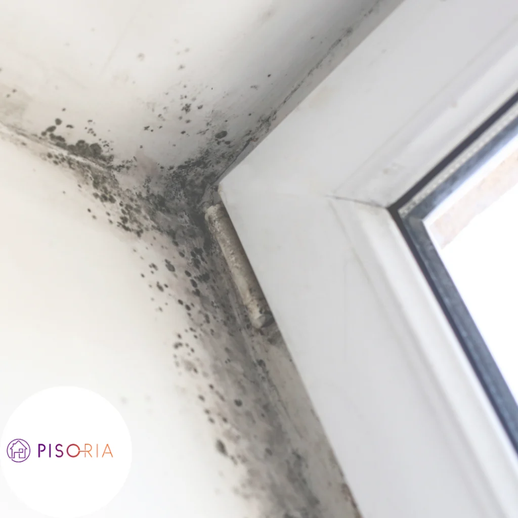 Mould responsibility in rental properties